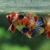 Multicolor/Galaxy Koi Plakat -11 weeks Old