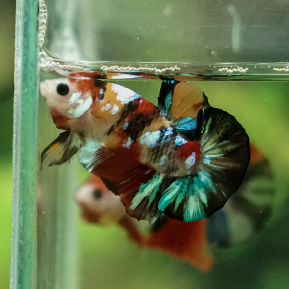 Multicolor/Galaxy Koi Plakat -11 weeks Old