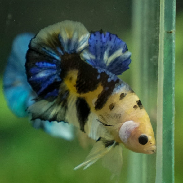 Multicolor/Galaxy Koi Plakat -11 weeks Old