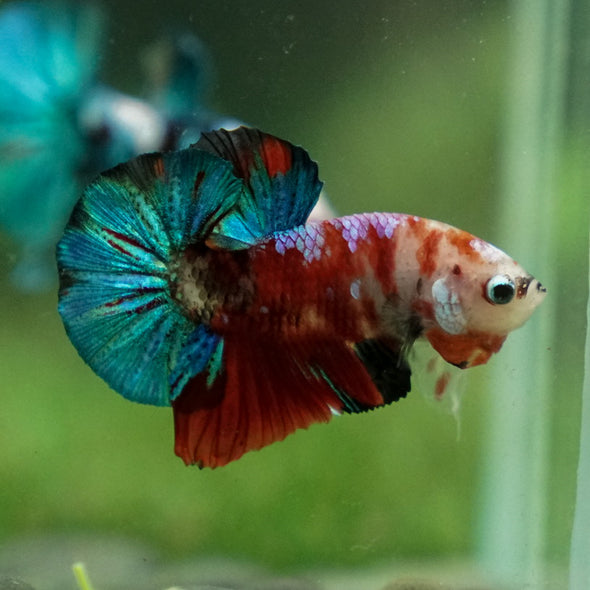 Multicolor/Galaxy Koi Plakat -11 weeks Old