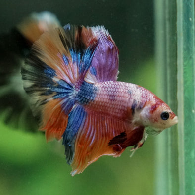 Candy/Galaxy Koi Halfmoon - 11 weeks old