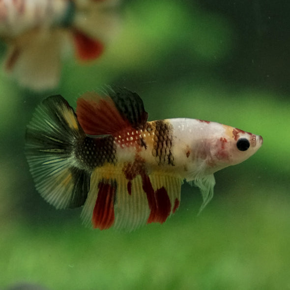 Multicolor/ Galaxy Koi Halfmoon - Female- 13 Weeks Old