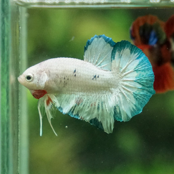 Multicolor/Galaxy Koi Plakat -12 weeks Old