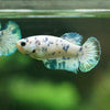 Blue/Green Dalmatian Plakat- Female