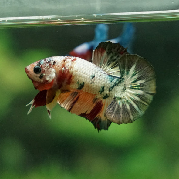 Multicolor/Galaxy Koi Plakat -11 weeks Old