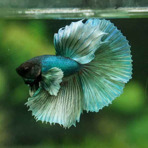 Dumbo Halfmoon - 9 weeks old