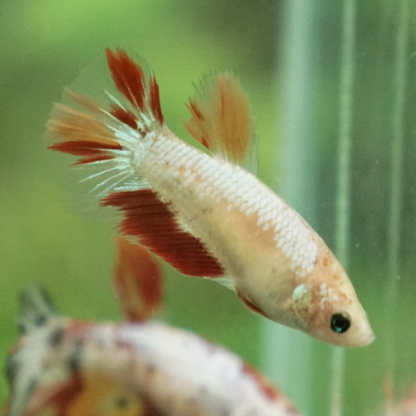 Multicolor/ Galaxy Koi Halfmoon - Female- 13 Weeks Old