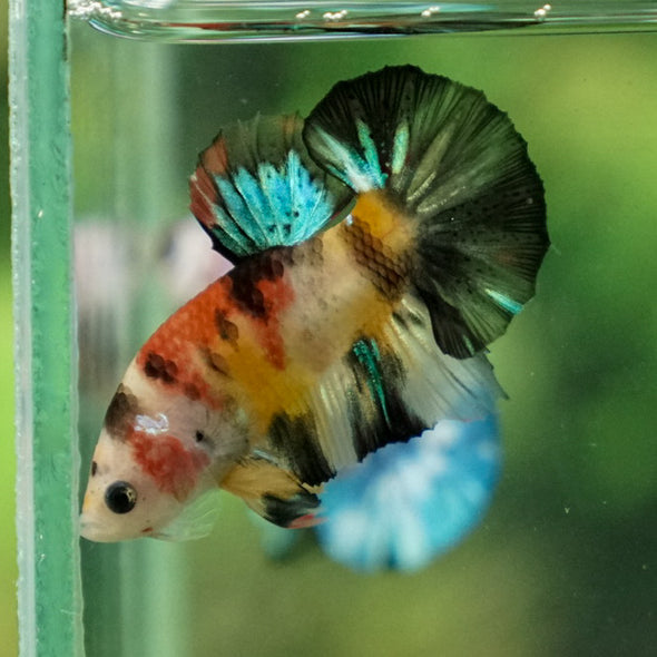 Multicolor/Galaxy Koi Plakat -11 weeks Old