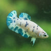 Blue/Green Dalmatian Plakat- Female