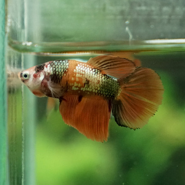 Multicolor/ Galaxy Koi Halfmoon - Female- 14 Weeks Old