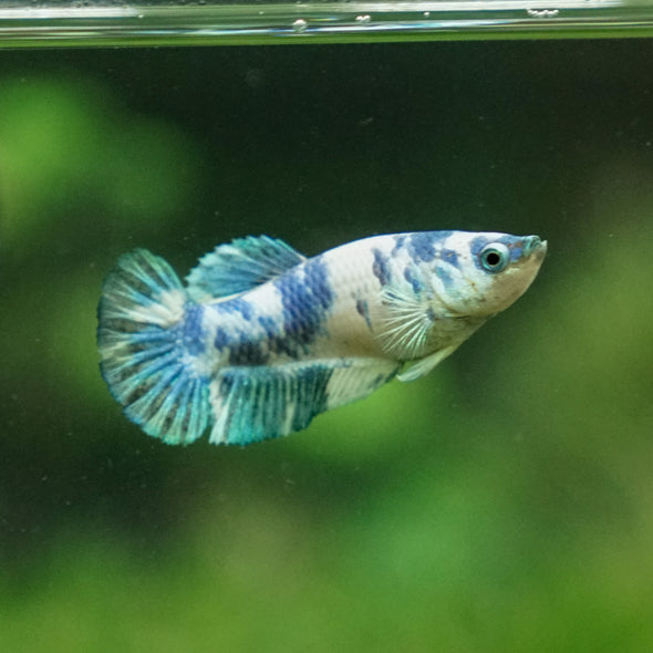 Blue/Green Dalmatian Plakat- Female