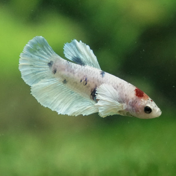 Multicolor/ Galaxy Dumbo Halfmoon - Female- 13 Weeks Old