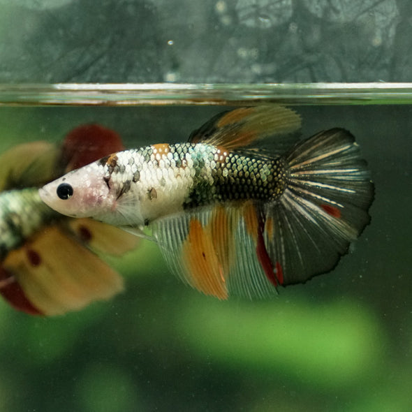 Multicolor/ Galaxy Koi Halfmoon - Female- 14 Weeks Old