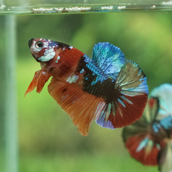 Multicolor/Galaxy Koi Plakat -13 weeks Old