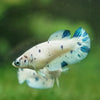 Blue/Green Dalmatian Plakat- Female