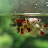 Multicolor/ Galaxy Koi Halfmoon - Female- 13 Weeks Old