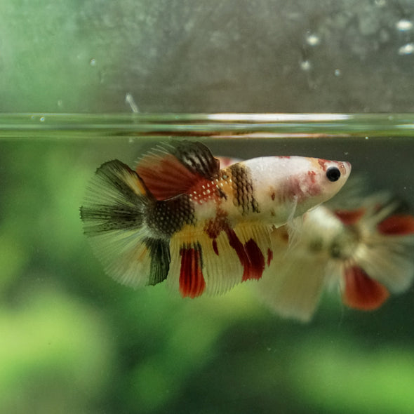 Multicolor/ Galaxy Koi Halfmoon - Female- 13 Weeks Old