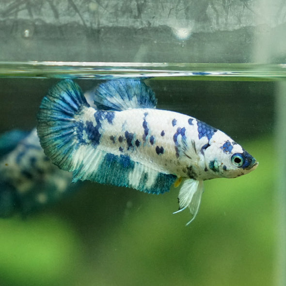 Blue/Green Dalmatian Plakat- Female