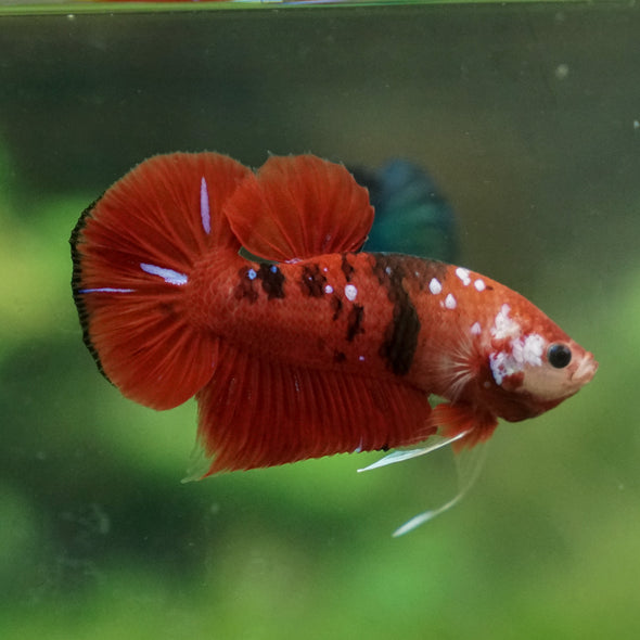 Multicolor/Galaxy Koi Plakat -13 weeks Old