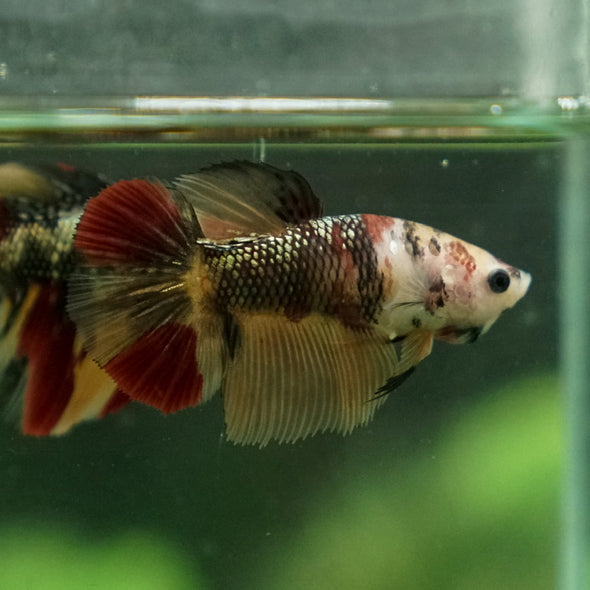 Multicolor/ Galaxy Koi Halfmoon - Female- 14 Weeks Old