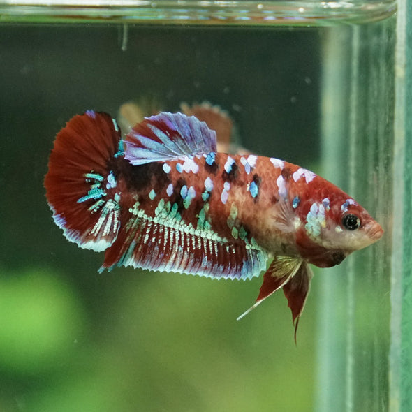 Multicolor/ Galaxy Koi Plakat- Female- 13 Weeks Old