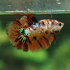 Multicolor/ Galaxy Koi Halfmoon - Female- 13 Weeks Old