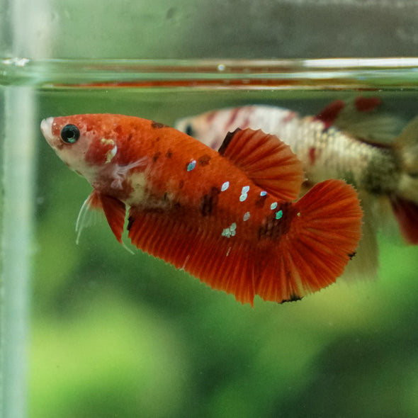 Multicolor/ Galaxy Koi Plakat- Female- 13 Weeks Old