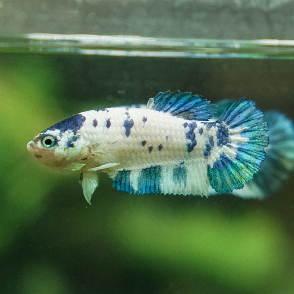 Blue/Green Dalmatian Plakat- Female