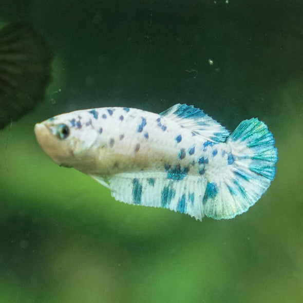 Blue/Green Dalmatian Plakat- Female