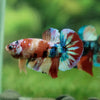 Multicolor/Galaxy Koi Plakat -13 weeks Old