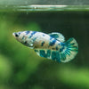 Blue/Green Dalmatian Plakat- Female