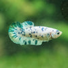 Blue/Green Dalmatian Plakat- Female