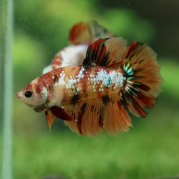 Multicolor/ Galaxy Koi Halfmoon - Female- 13 Weeks Old