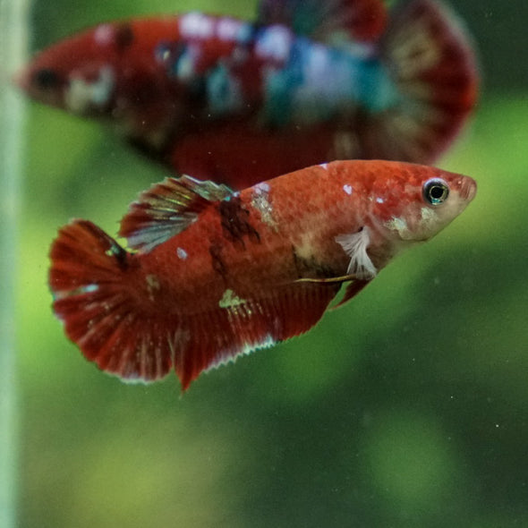 Multicolor/ Galaxy Koi Plakat- Female- 13 Weeks Old