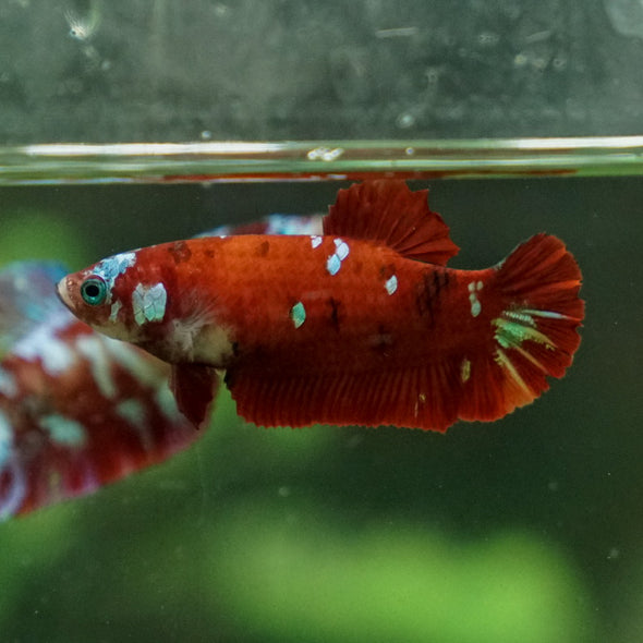 Multicolor/ Galaxy Koi Plakat- Female- 13 Weeks Old