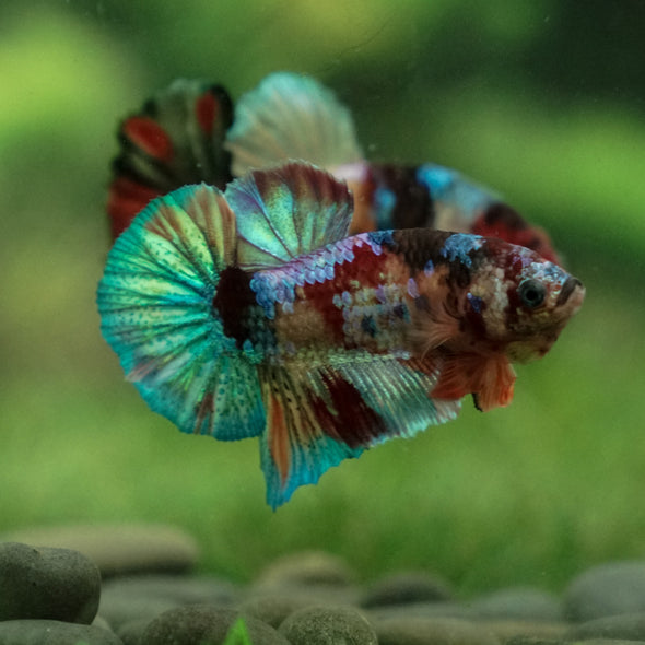 Multicolor/Galaxy Koi Plakat -13 weeks Old