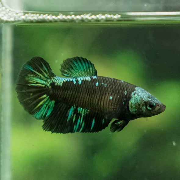 Black Galaxy Koi (Avatar) Halfmoon - Female- 13 Weeks Old