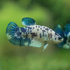 Blue/Green Dalmatian Plakat- Female