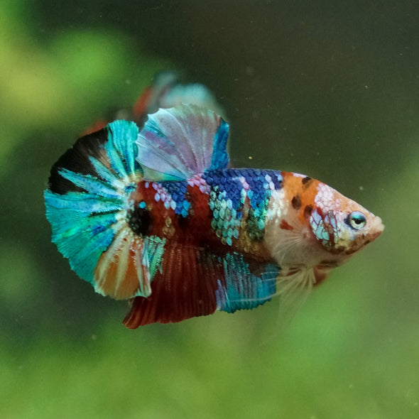 Multicolor/Galaxy Koi Plakat -13 weeks Old