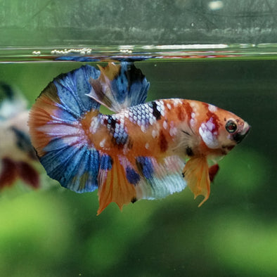 Multicolor/Galaxy Koi Plakat -11 weeks Old