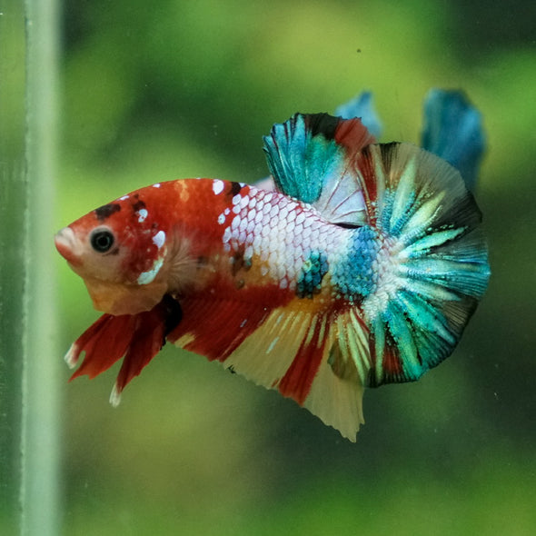 Multicolor/Galaxy Koi Plakat -11 weeks Old