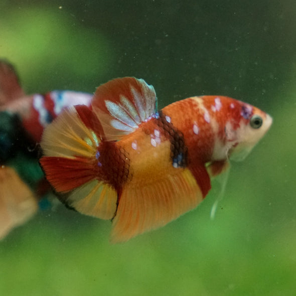 Multicolor/Galaxy Koi Plakat -13 weeks Old