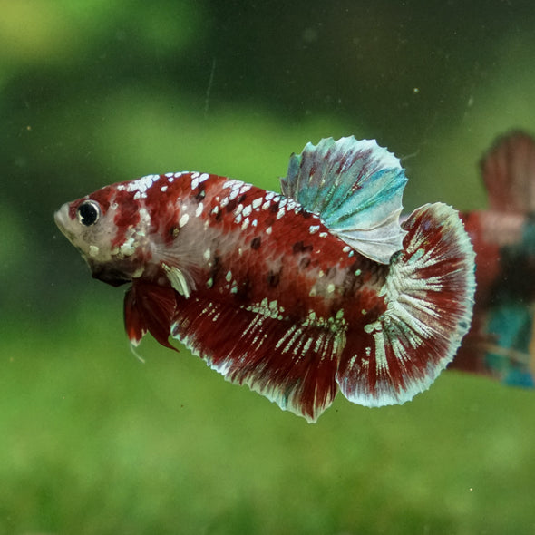 Multicolor/Galaxy Koi Plakat -13 weeks Old