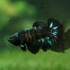 Black Galaxy Koi (Avatar) Halfmoon - Female- 13 Weeks Old