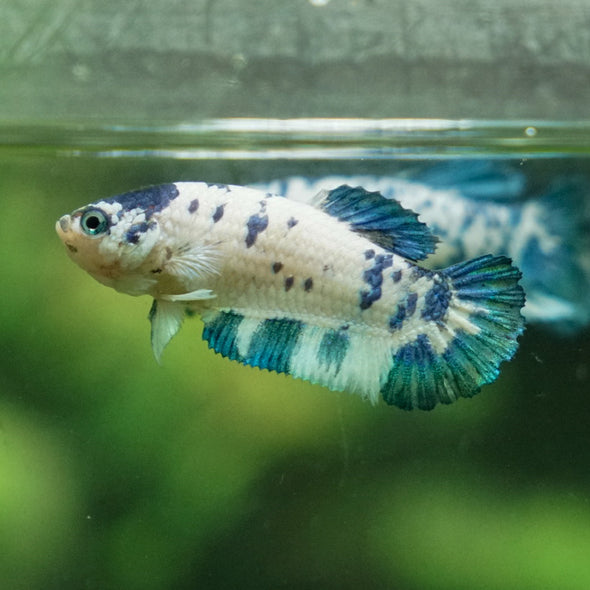 Blue/Green Dalmatian Plakat- Female