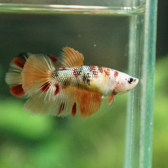 Multicolor/ Galaxy Koi Halfmoon - Female- 13 Weeks Old