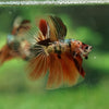 Galaxy Koi Halfmoon - 14 weeks old