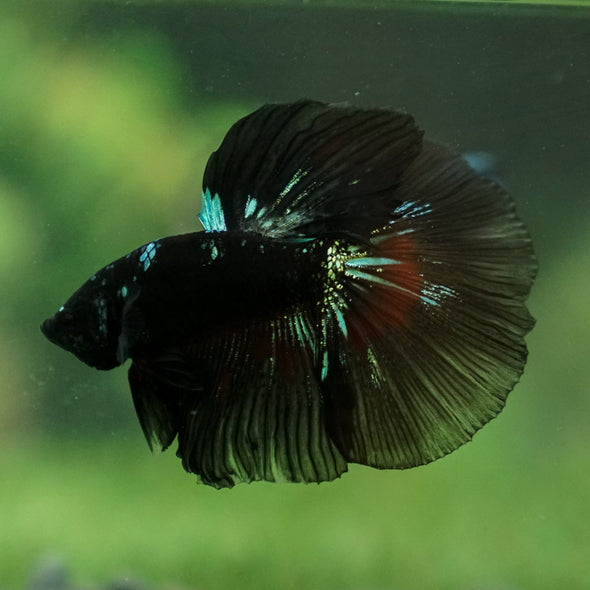 Black Galaxy Halfmoon - 14 weeks old