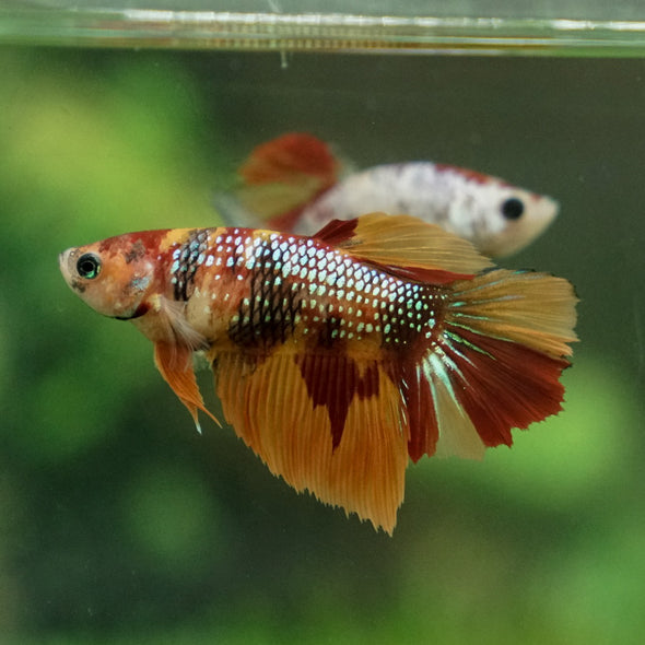 Multicolor/ Galaxy Koi Halfmoon - Female- 13 Weeks Old