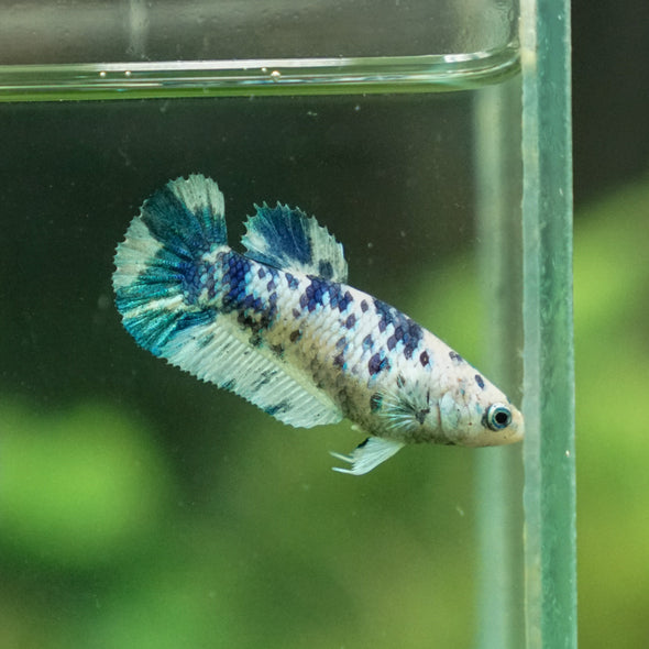 Blue/Green Dalmatian Plakat- Female